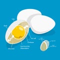 3D Isometric Flat Vector Illustration of Chicken Egg Royalty Free Stock Photo
