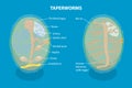 3D Isometric Flat Vector Illustration of Proglottid of Taperworm