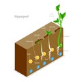 3D Isometric Flat Vector Illustration of Seed Germination. Item 2