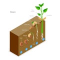 3D Isometric Flat Vector Illustration of Seed Germination. Item 1