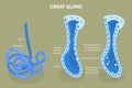 3D Isometric Flat Vector Illustration of Sweat Gland