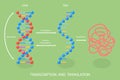 3D Isometric Flat Vector Illustration of Transcription And Translation Royalty Free Stock Photo