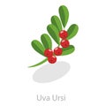 3D Isometric Flat Vector Set of Astringent Herbs. Item 9