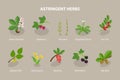 3D Isometric Flat Vector Set of Astringent Herbs Royalty Free Stock Photo