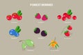 3D Isometric Flat Vector Set of Forest Berries Royalty Free Stock Photo