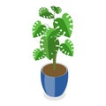 3D Isometric Flat Vector Set of Houseplants. Item 6 Royalty Free Stock Photo