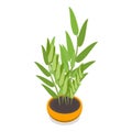 3D Isometric Flat Vector Set of Houseplants. Item 1 Royalty Free Stock Photo