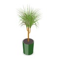 3D Isometric Flat Vector Set of Houseplants. Item 3 Royalty Free Stock Photo