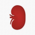 3d Kidney human renal vector icon isolated