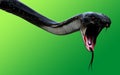 3d King Cobra Black Snake The world`s longest venomous snake isolated on green background