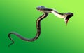 3d King Cobra The world`s longest