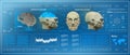 3D Low Poly brain scanning, HUD medical virtual graphic touch user interface, brain scanning accurate facial recognition