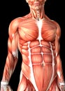 3d male medical figure showing torso