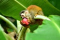 Monkey in his typical enviroment - tropical forest in Indonesia - on Borneo island