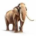 3d Mastodon Elephant On White Background