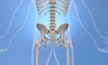 x-ray of human skeletal lower back region