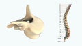 The human spinal column - T2.