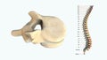 The human spinal column - T12