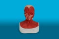 Bust 3d model of Facial muscular system anatomy