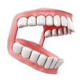 3d model of human jaw on a white background. Side view Royalty Free Stock Photo