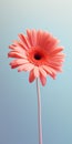 Minimalist Gerbera Mobile Wallpaper: Free Download In Carl Kleiner Style