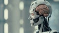 A 3D model of a robot with a human brain inside blurring the lines between artificial and biological intelligence Royalty Free Stock Photo