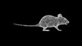 3D Mouse on black background. Small animals concept. Rodents and pests. Business advertising backdrop. For title, text