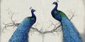 3d mural background blue peacock on branch wallpaper . with flowers Royalty Free Stock Photo