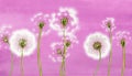 3d mural interior wallpaper for girl.Many dandelions on light pink watercolor background with fly flower.Wall art for