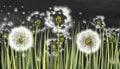 3d mural interior wallpaper for living room.Many dandelions wih green grass on black watercolor background with fly