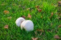 White puffball mushrooms, Bovista, on a lawn. Royalty Free Stock Photo