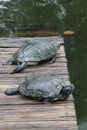 D\'Orbigny\'s slider, black-bellied slider (Trachemys dorbigni), tartaruga-tigre, Rio de Janeiro