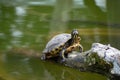 D`Orbigny`s slider or the black-bellied slider turtle, Trachemys dorbigni at Tiergarten Schonbrunn Royalty Free Stock Photo