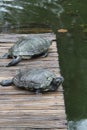 D\'Orbigny\'s slider, black-bellied slider (Trachemys dorbigni), tartaruga-tigre, Rio de Janeiro