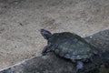 D\'Orbigny\'s slider, black-bellied slider (Trachemys dorbigni), tartaruga-tigre, Rio de Janeiro