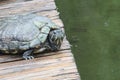 D\'Orbigny\'s slider, black-bellied slider (Trachemys dorbigni), tartaruga-tigre, Rio de Janeiro