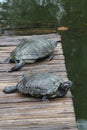 D\'Orbigny\'s slider, black-bellied slider (Trachemys dorbigni), tartaruga-tigre, Rio de Janeiro