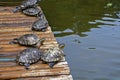 D`Orbigny`s slider, water turtle, Trachemys dorbigni brasiliensis