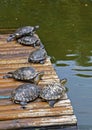 D`Orbigny`s slider, water turtle, Trachemys dorbigni brasiliensis