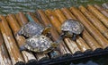 D`Orbigny`s slider, water turtle, Trachemys dorbigni brasiliensis Royalty Free Stock Photo