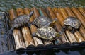 D`Orbigny`s slider, water turtle, Trachemys dorbigni brasiliensis Royalty Free Stock Photo