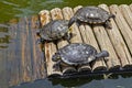 D`Orbigny`s slider, water turtle, Trachemys dorbigni brasiliensis, Rio Royalty Free Stock Photo