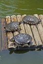 D`Orbigny`s slider, water turtle, Trachemys dorbigni brasiliensis, Rio Royalty Free Stock Photo