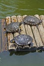 D`Orbigny`s slider, water turtle, Trachemys dorbigni brasiliensis, Rio