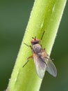 D36 P1010041 root-maggot fly Anthomyiidae sp copyright ernie cooper 2019