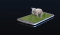 3D photo on a smartphone - Lamb on a meadow
