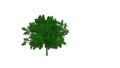 3d picture, green bush on a white background. Landscape design object, subject of ecology