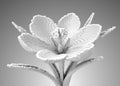 3D Pixel White Flower Crocus