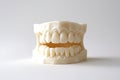 3D Printed Dental Model Showcases Realistic Teeth and Gums Royalty Free Stock Photo