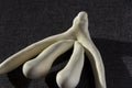 3d printed female sex organ clitoris for anatomy lessons Royalty Free Stock Photo